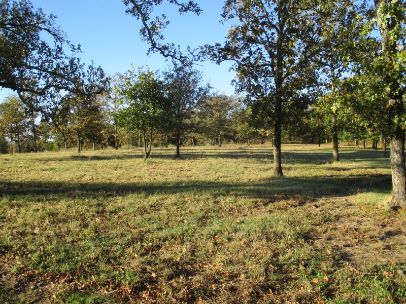 pasture (2) (800x600)